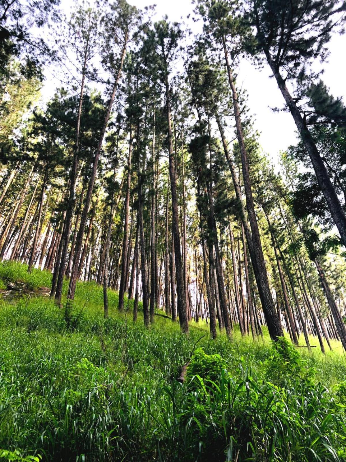 Pineview Lodge เอลลา ภายนอก รูปภาพ